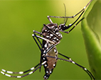 Fiocruz esclarece dúvidas relacionadas ao Zika vírus