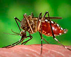 Comissões acompanharão alerta da Abrasco sobre mosquitos transgênicos