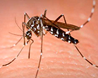 Toda sexta-feira será o dia de combate ao Aedes aegypti