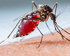 Estudo aponta coinfecção por dengue e zika em Aedes