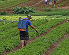 Pesquisador da ENSP fala sobre novos registros de agrotóxicos permitidos pelo Ministério da Agricultura