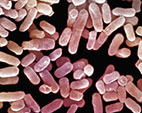 Reportagem alerta para novos casos de bactérias multirresistentes