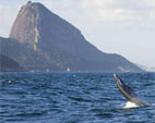 Baleias-de-bryde são avistadas em praias cariocas