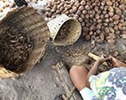 Divulga ENSP: pesquisa visa melhoria para a saúde das quebradeiras de coco babaçu