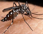 Aumento da temperatura impacta casos de dengue