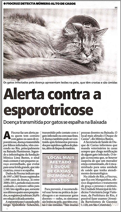 Doença transmitida por gatos cresce na Baixada Fluminense