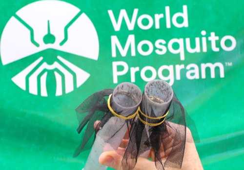 Liberados mais mosquitos que ajudam a combater a dengue