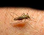 Fiocruz esclarece população sobre casos de malária na região serrana do Rio
