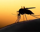 Instituições lançam plano de eliminação da malária no país