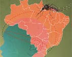 Estudo explora como a incidência de dengue varia em função da idade e difere nas capitais brasileiras