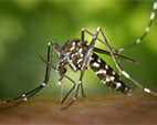 Protocolo de registro da vacina da dengue deve ser apresentado no próximo ano