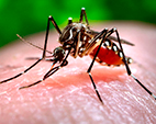 Edital fomenta pesquisa sobre zika, chicungunya e dengue