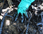 Fiocruz analisa impactos do derrame de petróleo na saúde