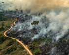 'Desmatamento e queimadas expõem atraso brasileiro na política ambiental'