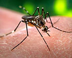 OMS: Chuvas acima da média causadas pelo El Niño aumentarão risco de proliferação do Aedes
